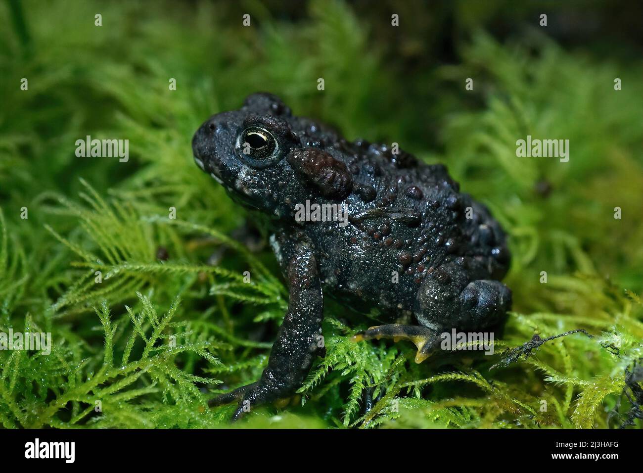 Primo piano su un giovane toad occidentale di colore scuro, Anaxyrus boreas seduto su muschio verde di notte Foto Stock