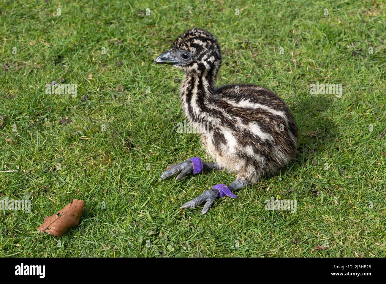 Il pulcino di tre giorni dell'incubatore hatched emu ha la prima esperienza di outdoor. Foto Stock