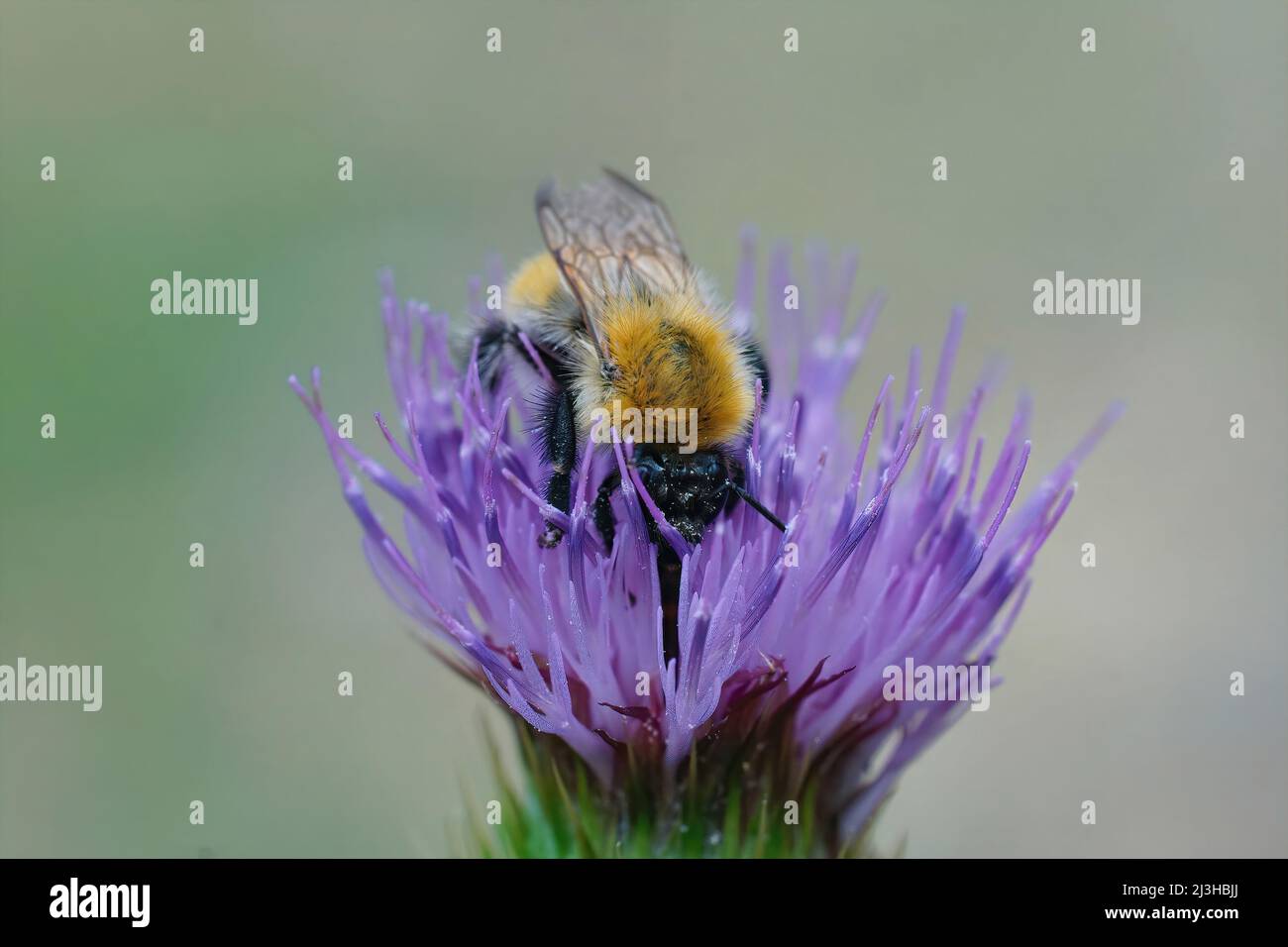 Primo piano su un bumblebee comune, Bombus pascuorum bere nettare da un fiore porpora cardo nel campo Foto Stock