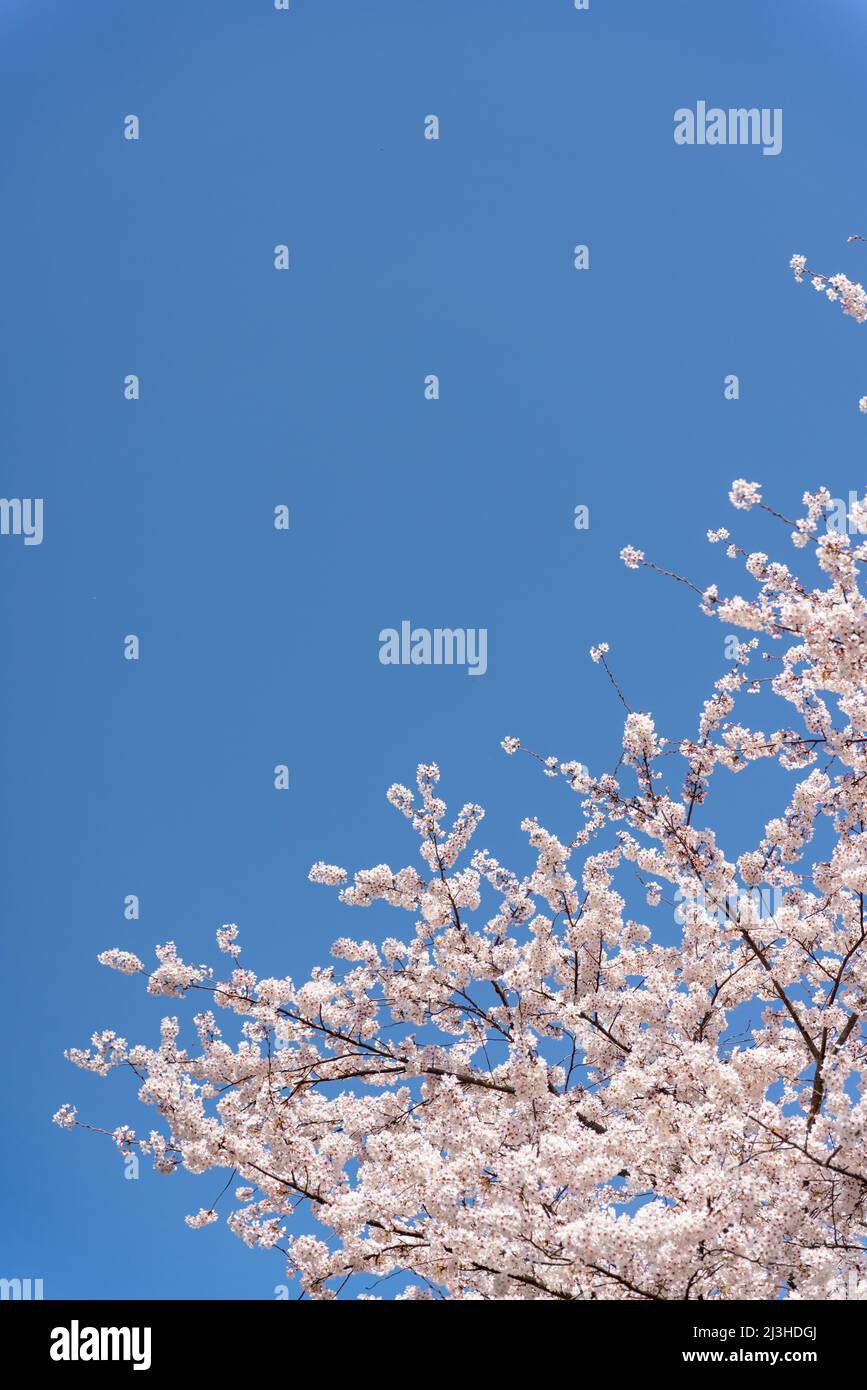 Paesaggio con bellissimi fiori di ciliegio sotto il cielo blu Foto Stock