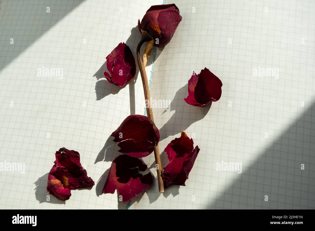 Rosa rossa asciutta sulle pagine di un notebook aperto Foto Stock
