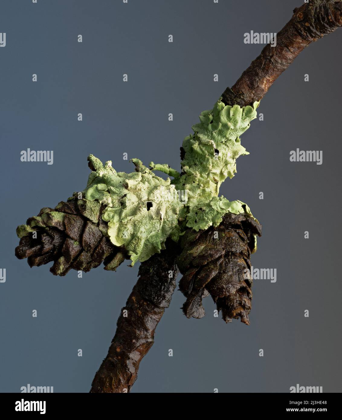 Lichen che cresce su coni e ramoscelli se Virginia shortleaf pino (Pinus echinata). Foto Stock