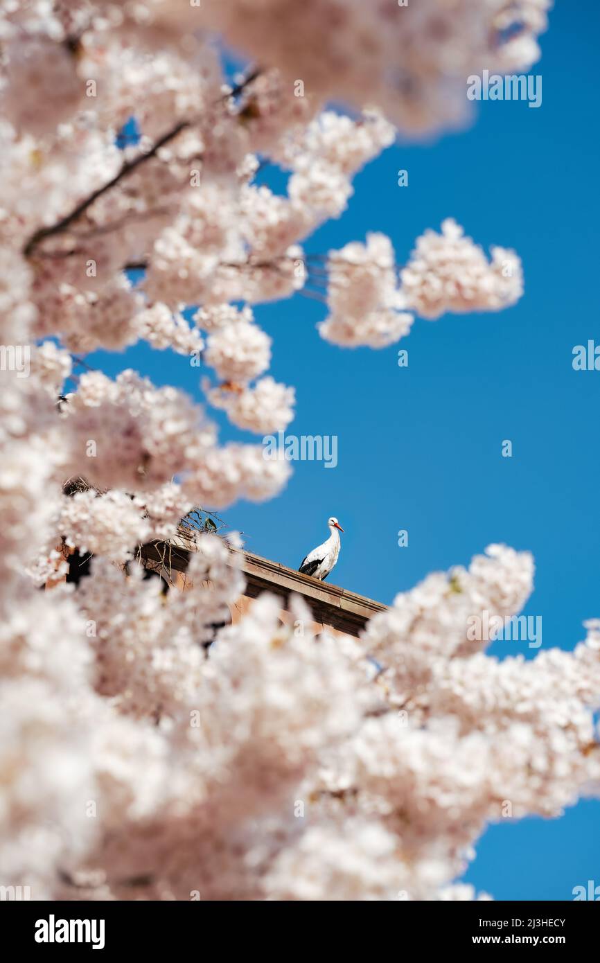 Bella cicogna circondata da fiori di ciliegia mela. Nuova vita e fertilità naturale gravidanza fecondazione annuncio Foto Stock