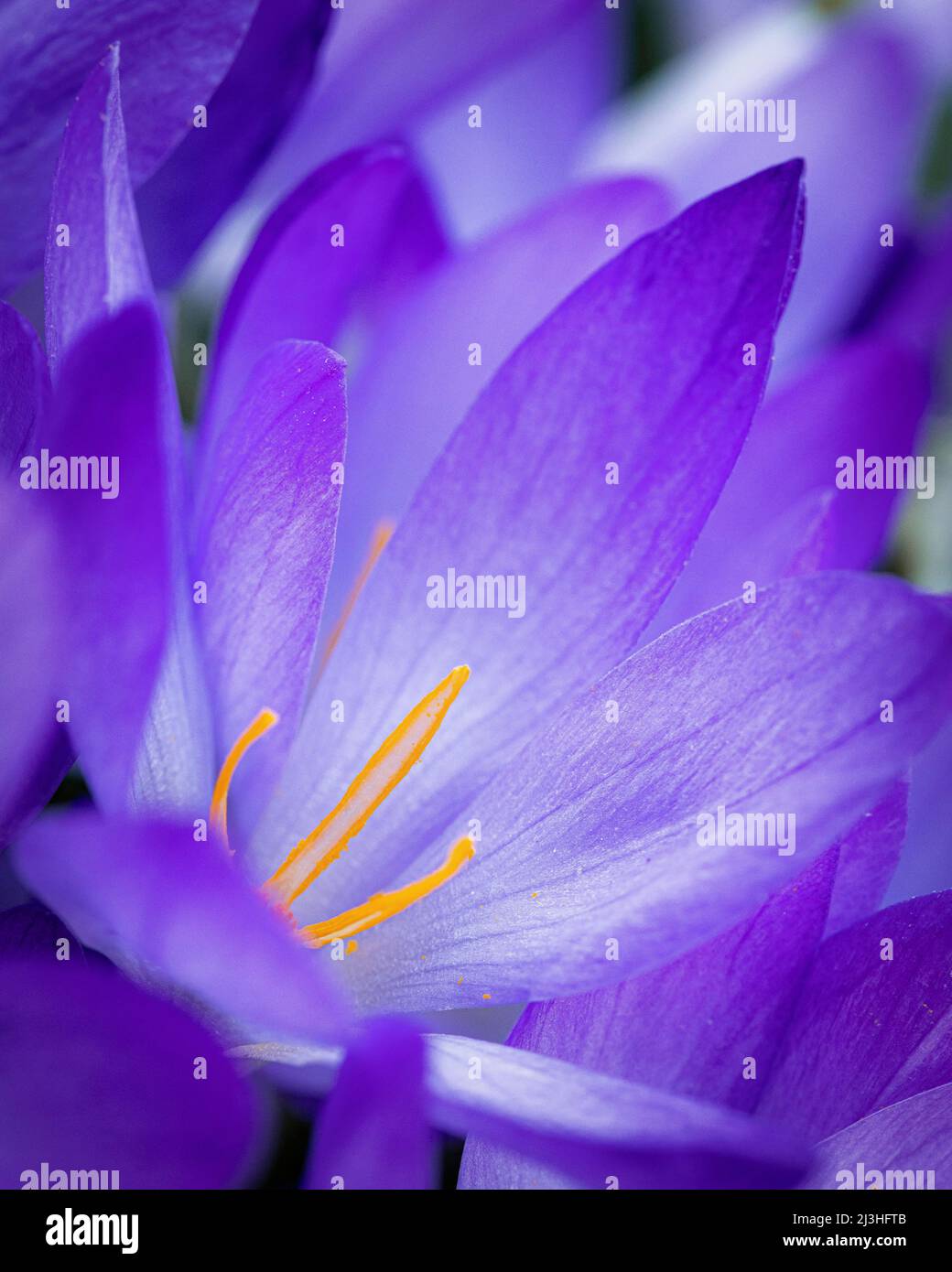Close up fiore Crocus Foto Stock