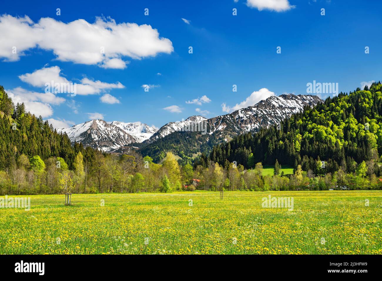 Bellissimo paesaggio di montagna in primavera. Prato fiorito, foresta e montagne innevate. Unterjoch, Alpi di Allgäu, Baviera, Germania Foto Stock