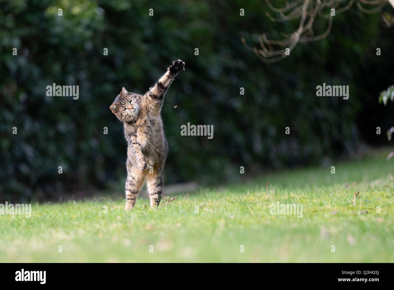 gatto caccia insetti all'aperto nel giardino saltare su sollevamento zampa con spazio copia Foto Stock