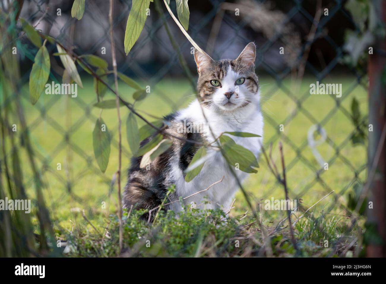 gatto tabby bianco seduto dietro la recinzione catena-maglia all'aperto in giardino guardando la macchina fotografica Foto Stock