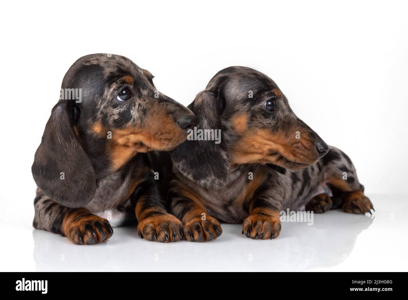 Un paio di marmorei dachshund dai capelli lisci si stancarono del tiro fotografico e si addormentarono l'uno sull'altro, isolati su bianco Foto Stock