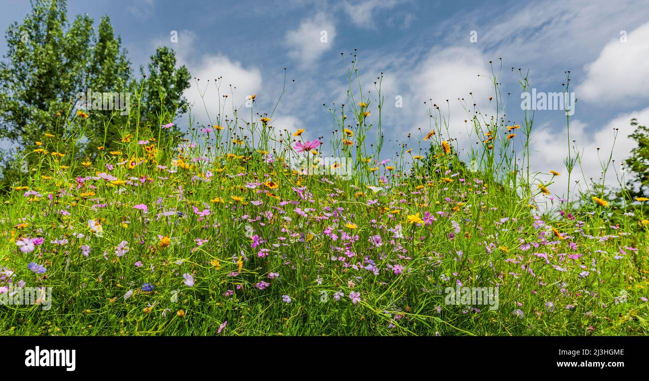 Prato di fiori selvatici con fiori di prato colorati Foto Stock