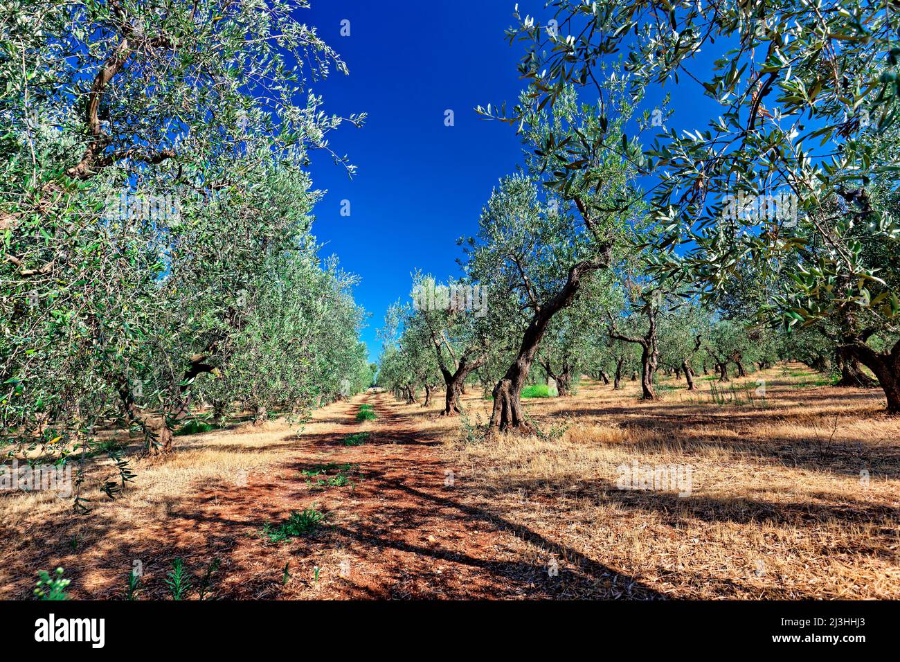 Oliveto con filari di ulivi sotto il cielo azzurro in Italia, Puglia Foto Stock