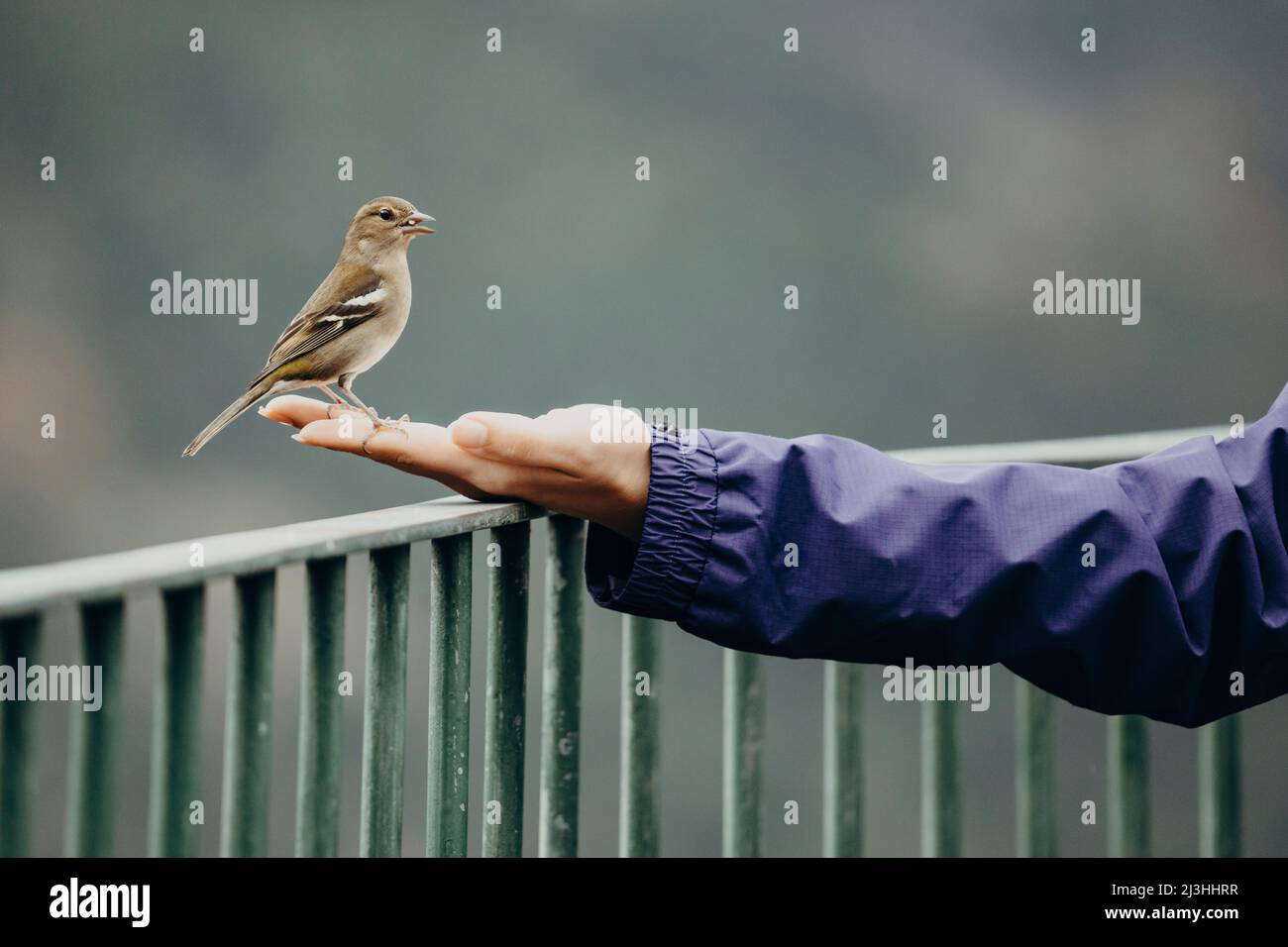 Chaffinch in mano alla donna, Madeira Chaffinch, Fringilla Coelebs, Miradouro dos Balcões, Ribeiro Frio, SÃ£o Roque do Faial, Madeira, Portogallo, Europa Foto Stock