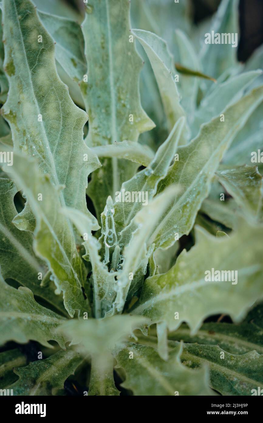 Gocce su pianta di montagna, Pico Ruivo, Madeira, Portogallo, Europa Foto Stock