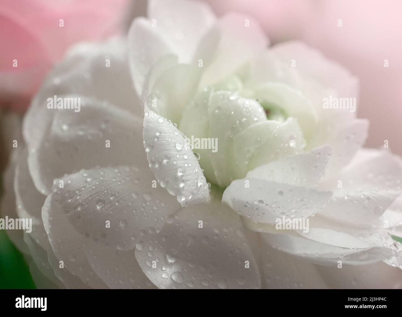 fiore bianco ranunculus sfondo floreale Foto Stock