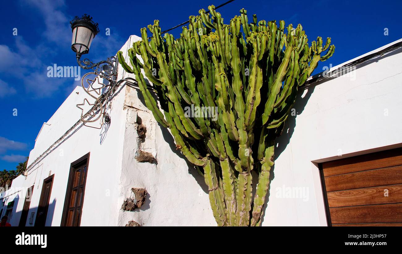 Isole Canarie, Lanzarote, isola vulcanica, a nord dell'isola, città oasi, Haria, grande cactus verde di fronte a casa bianca, cielo blu Foto Stock