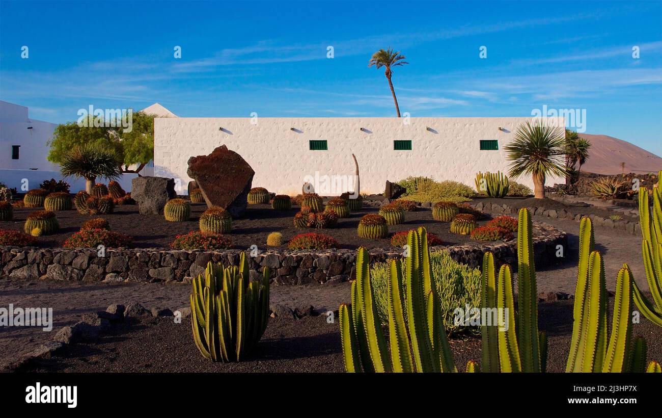 Isole Canarie, Lanzarote, isola vulcanica, zona viticola la Geria, a sud del Parco Nazionale di Timanfaya, Bodega la Geria, edificio bianco piano nel terreno centrale, cactus in primo piano, azzurro cielo con strisce bianche di nuvole Foto Stock