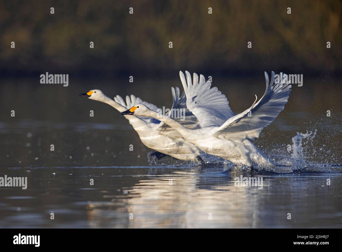 Due cigni di tundra / cigni di Bewick (Cygnus bewickii / Cygnus columbianus bewickii) decolli dall'acqua in lago in inverno Foto Stock