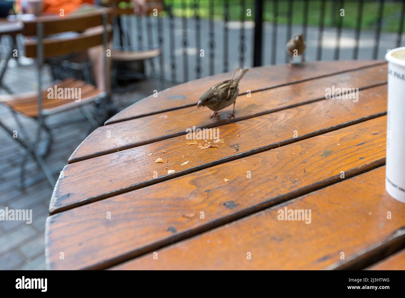 Central Park West, quartiere storico, New York City, NY, USA, Un uccello cerca di ottenere un po' di cibo Foto Stock
