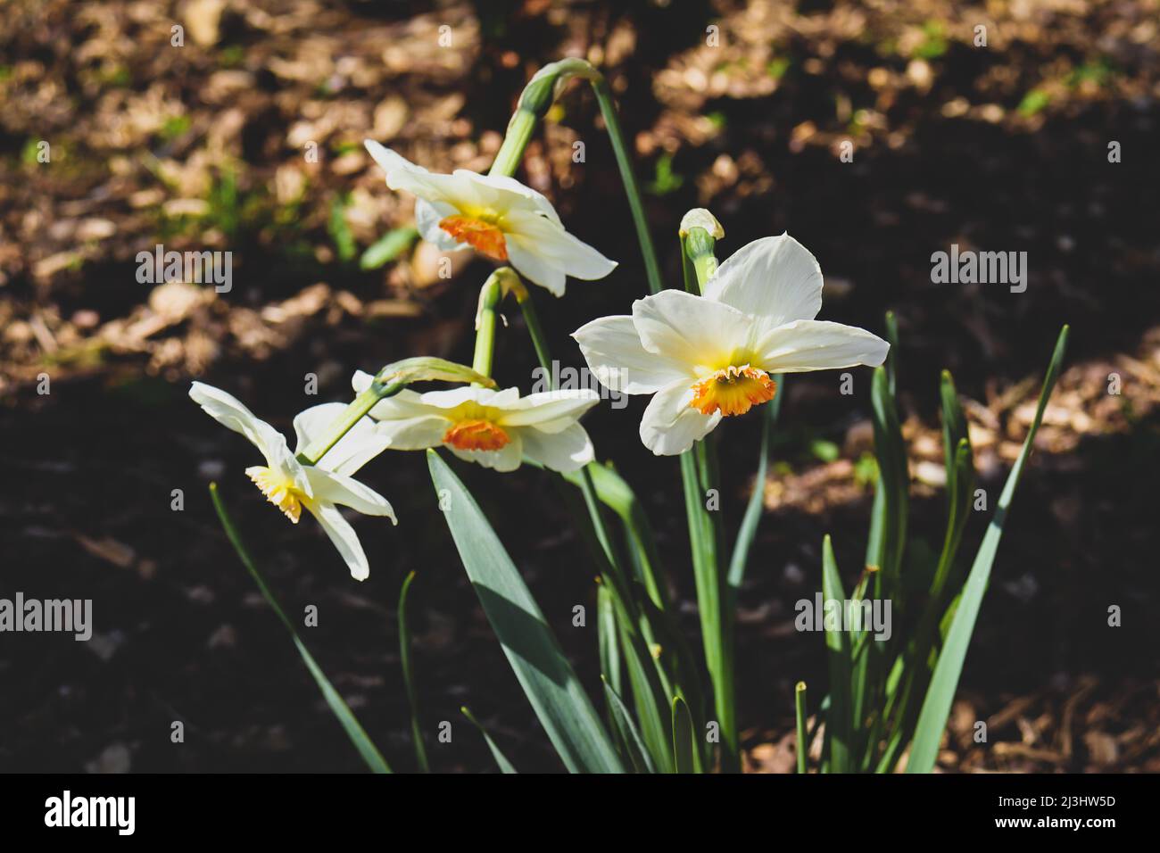 Naffodils bianchi e arancioni, opachi con vignette Foto Stock