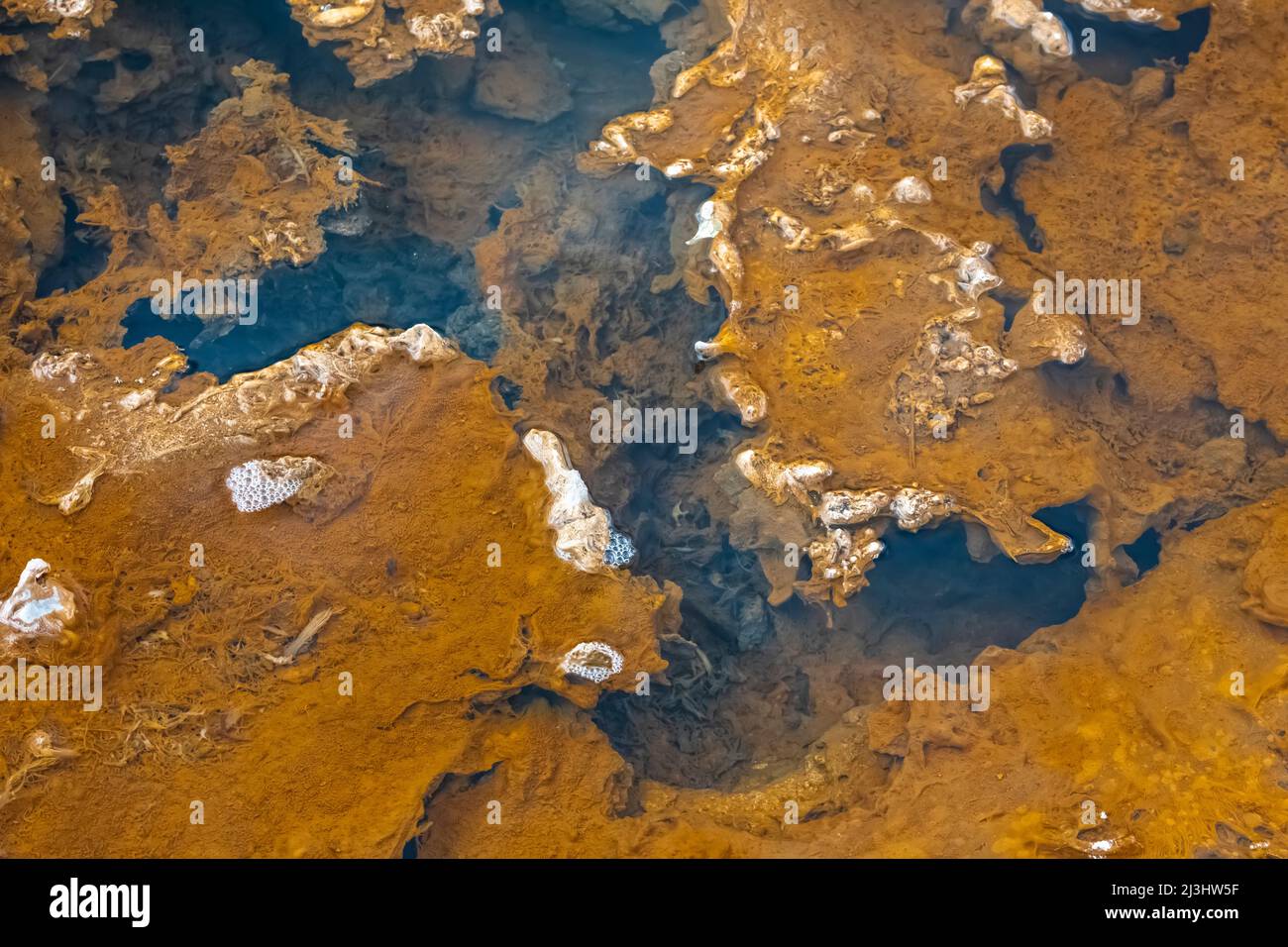 Thermophiles prospera nelle sorgenti termali nel basso bacino geyser del Parco Nazionale di Yellowstone, USA Foto Stock