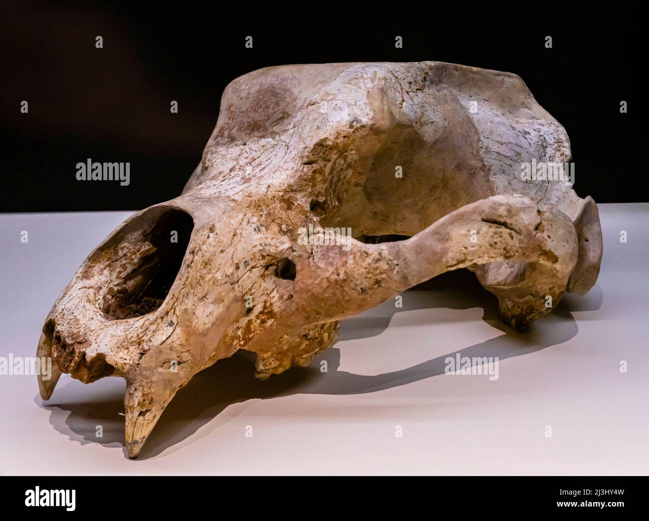 Orso della Grotta, Ursus espelaeus cranium - esponente nel Museo Archeologico Nazionale di Madrid, Spagna Foto Stock