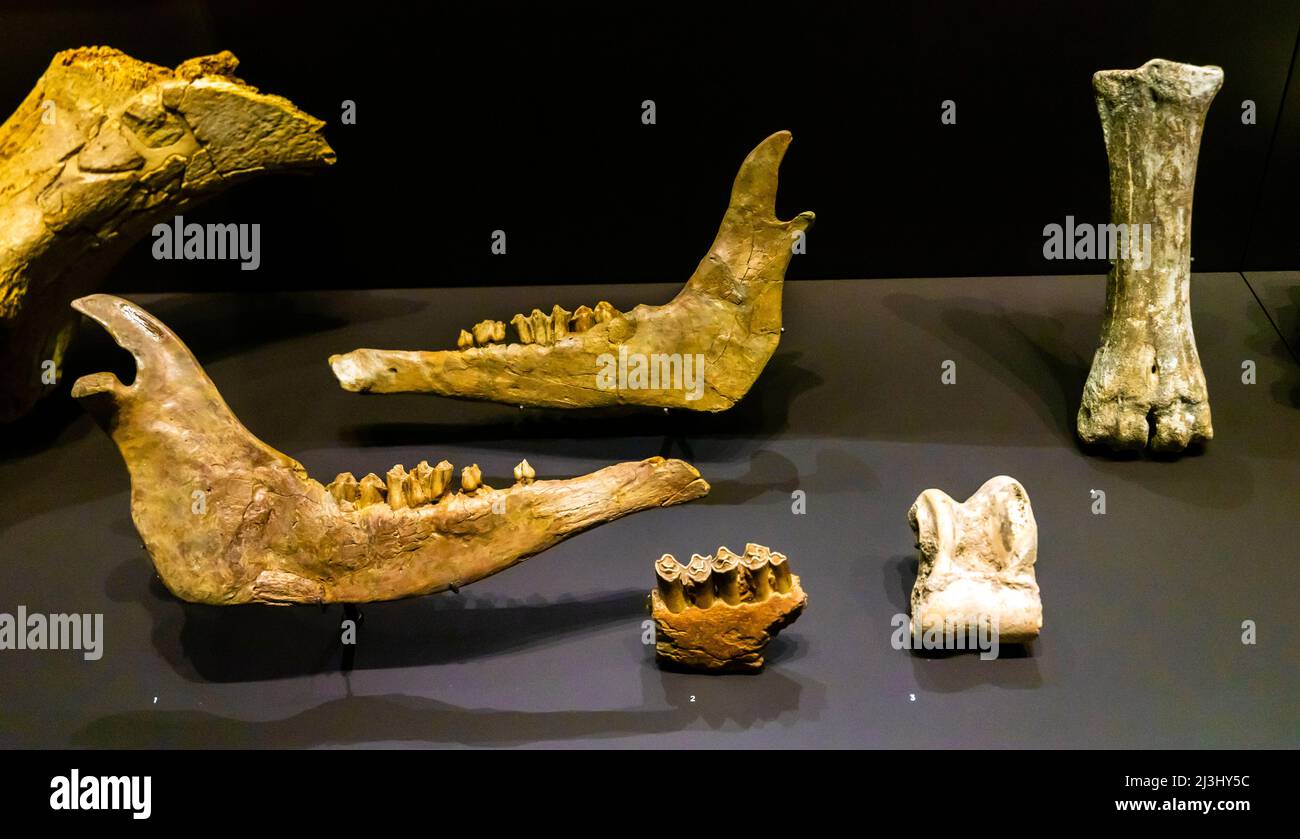 Bovidi - bos - anticato bisonte - corna aurochia, mandibola, metacarpica, astragalo bisonte, Arriaga 2a.paleolitico. Museo Archeologico, Madrid Foto Stock