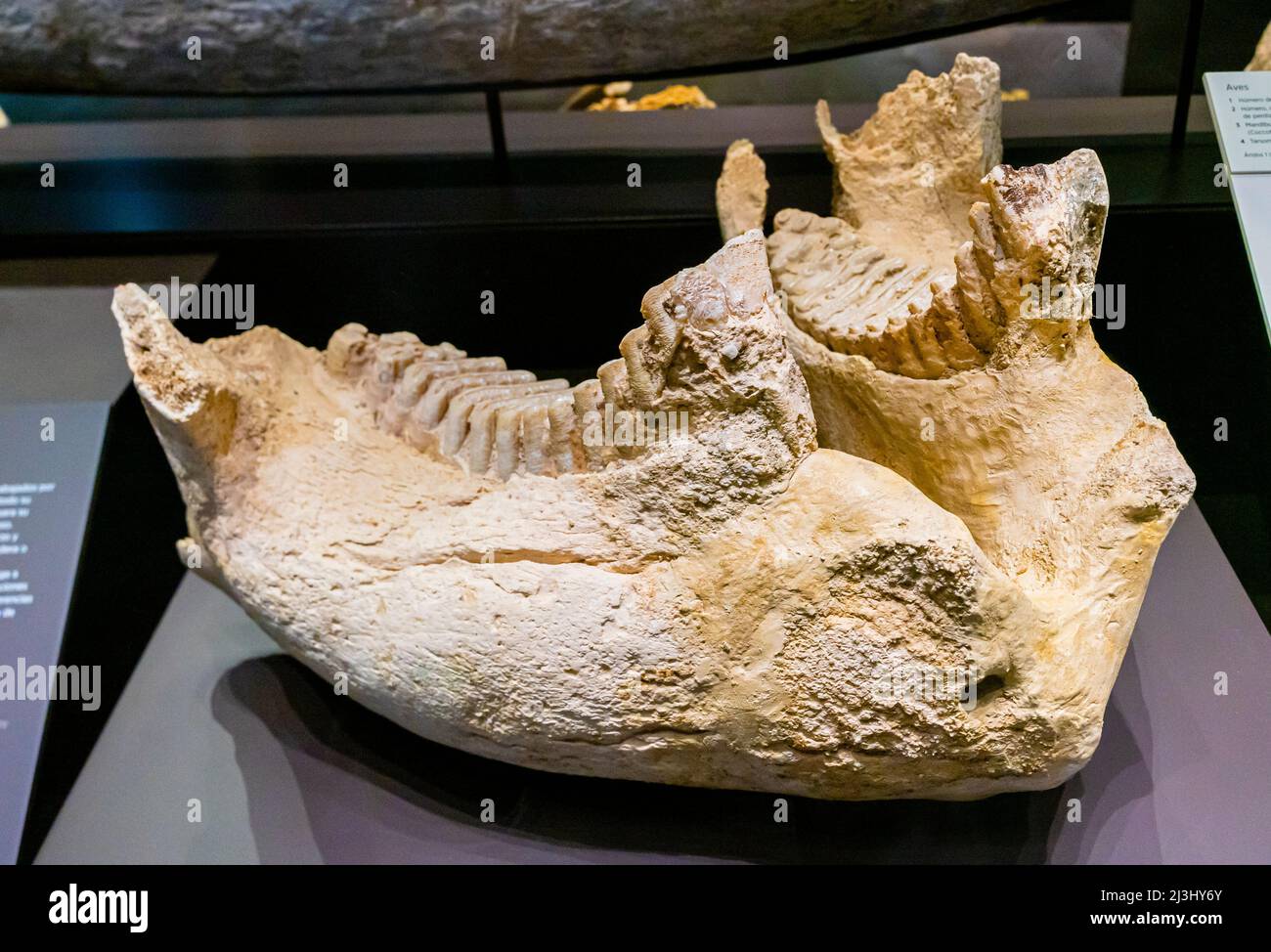 Frammento del cranio dell'elefante tusked dritto, mandibola, antiquus paleoloxodon, pleistocene medio e tardo. Museo Archeologico Nazionale, Madrid, spagna Foto Stock