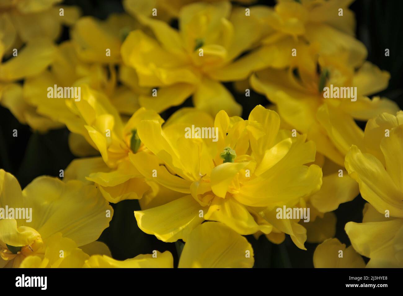 Tulipani gialli doppi (Tulipa) la Cadenza fiorisce in un giardino a marzo Foto Stock