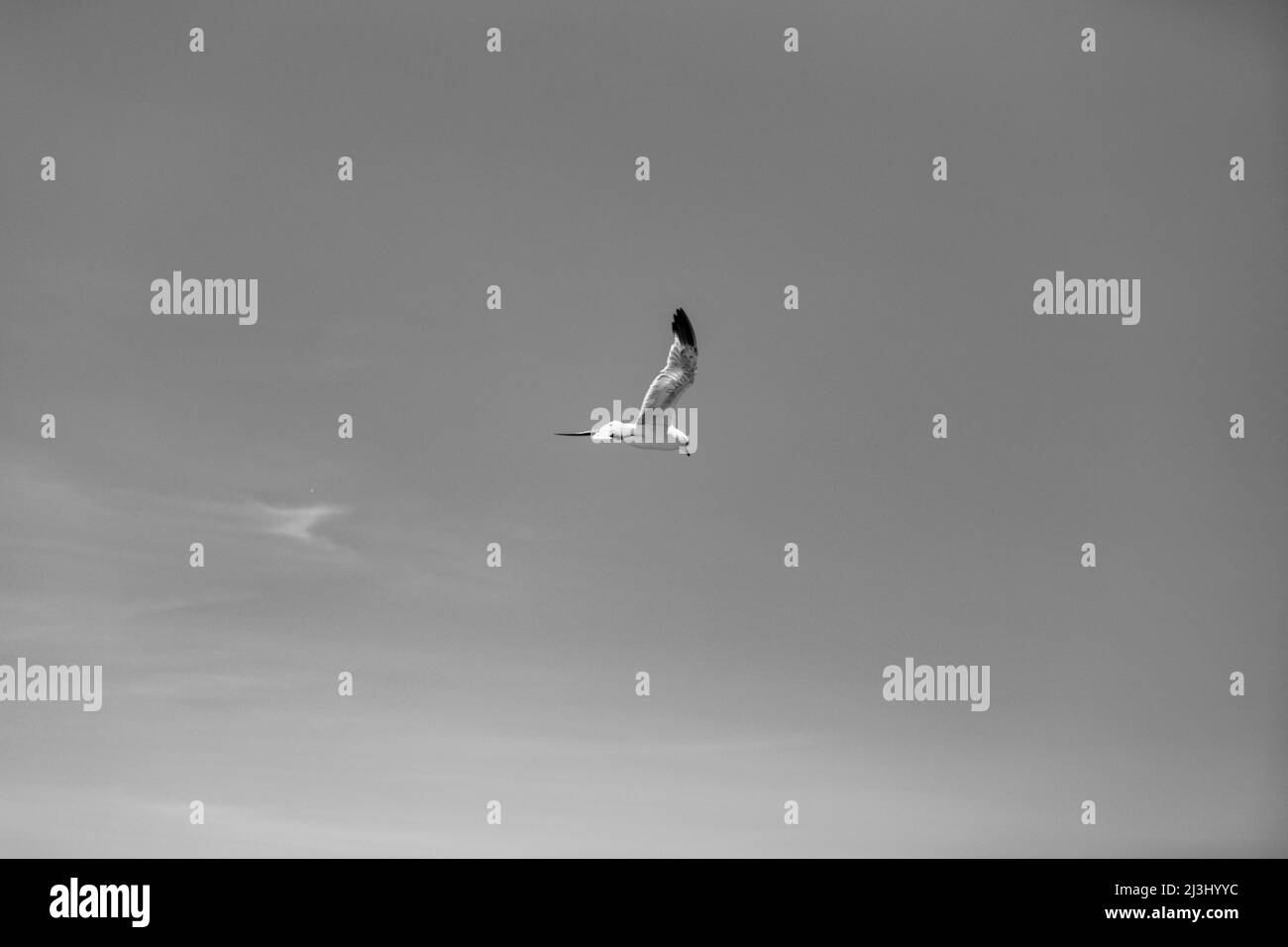ROCKAWAY PARK, New York City, NY, USA, Un gabbiano che vola attraverso l'aria alla ricerca di qualcosa. Forse mangiare. Foto Stock