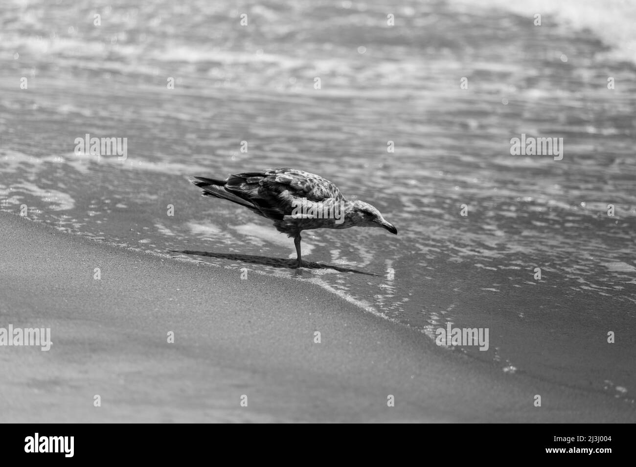 ROCKAWAY PARK, New York City, NY, USA, Un gabbiano deve fare quello che un gabbiano ha da fare, in piedi in spiaggia, guardando le onde. Foto Stock