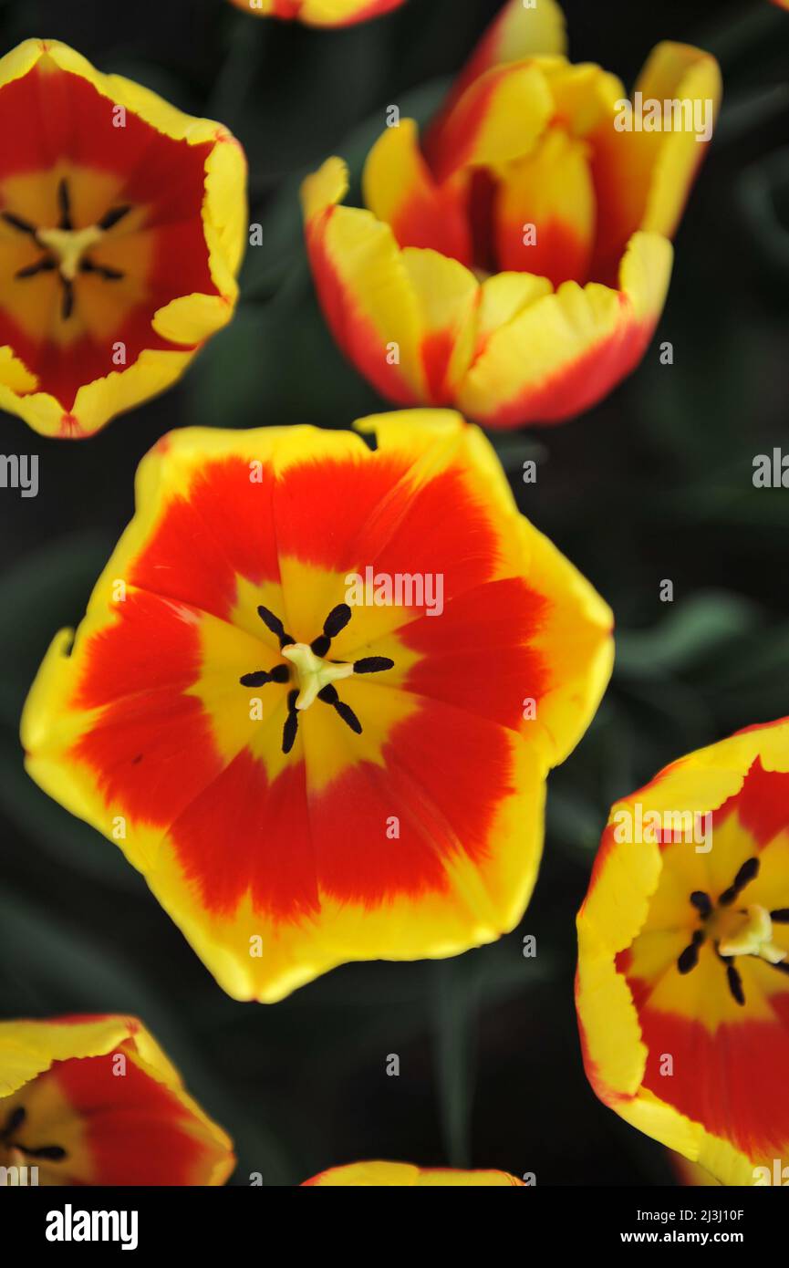 Tulipani triumfi rossi e gialli (Tulipa) China Girl sbocciano in un giardino nel mese di marzo Foto Stock