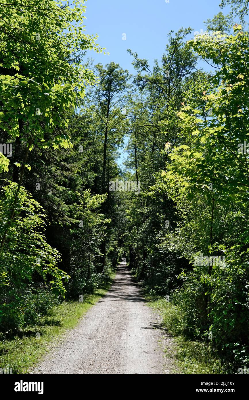 Germania, Baviera, Baviera superiore, Chiemgau, Bad Endorf, Simssee, Simsseerundweg, pista ciclabile, sezione forestale Foto Stock