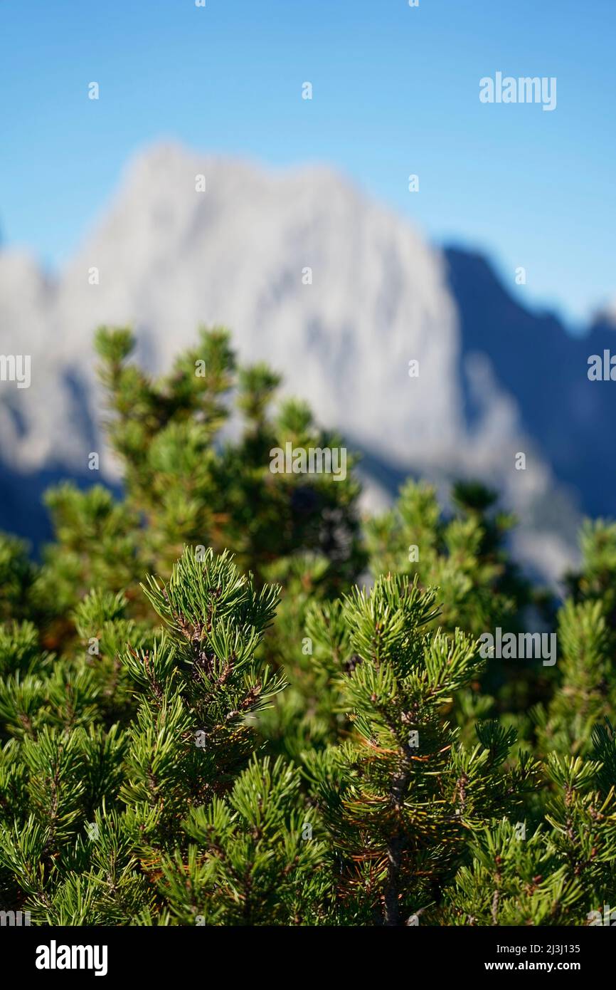 Austria, Salzburger Land, Pinzgau, Litzlkogel, 1625m, Pino di montagna, pino di montagna, Pinus mugo Foto Stock
