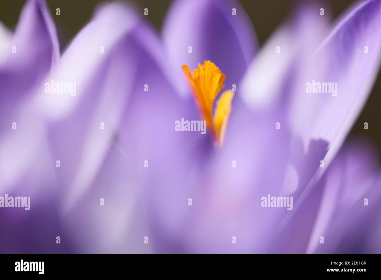 Crocus, fiore, viola, dettaglio Foto Stock
