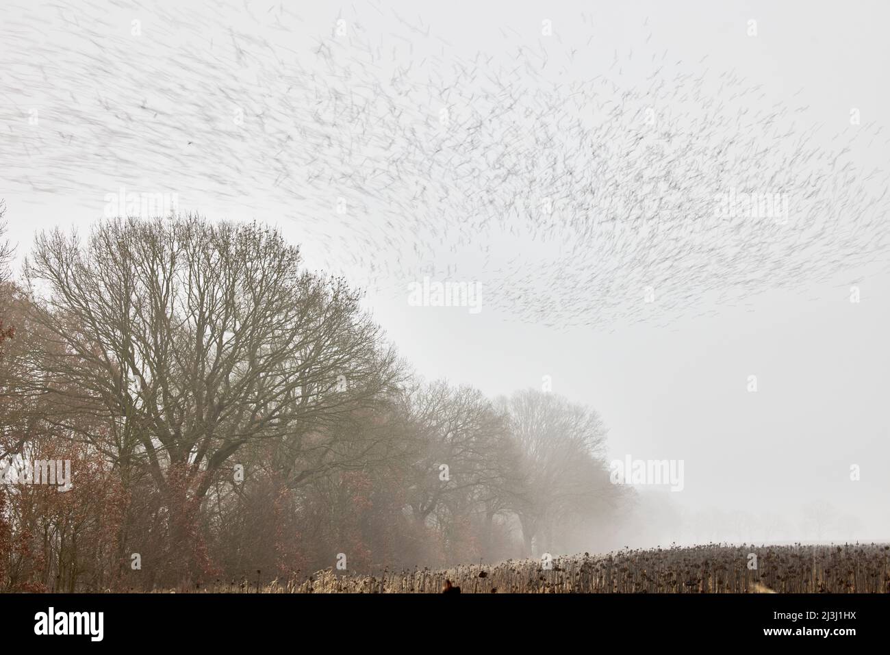 Finches, gregge, brambling, visitatori invernali Foto Stock