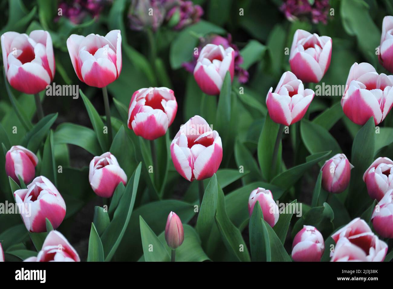 Tulipani di Triumph rosa e bianco (Tulipa) fiore di crossover in un giardino nel mese di marzo Foto Stock