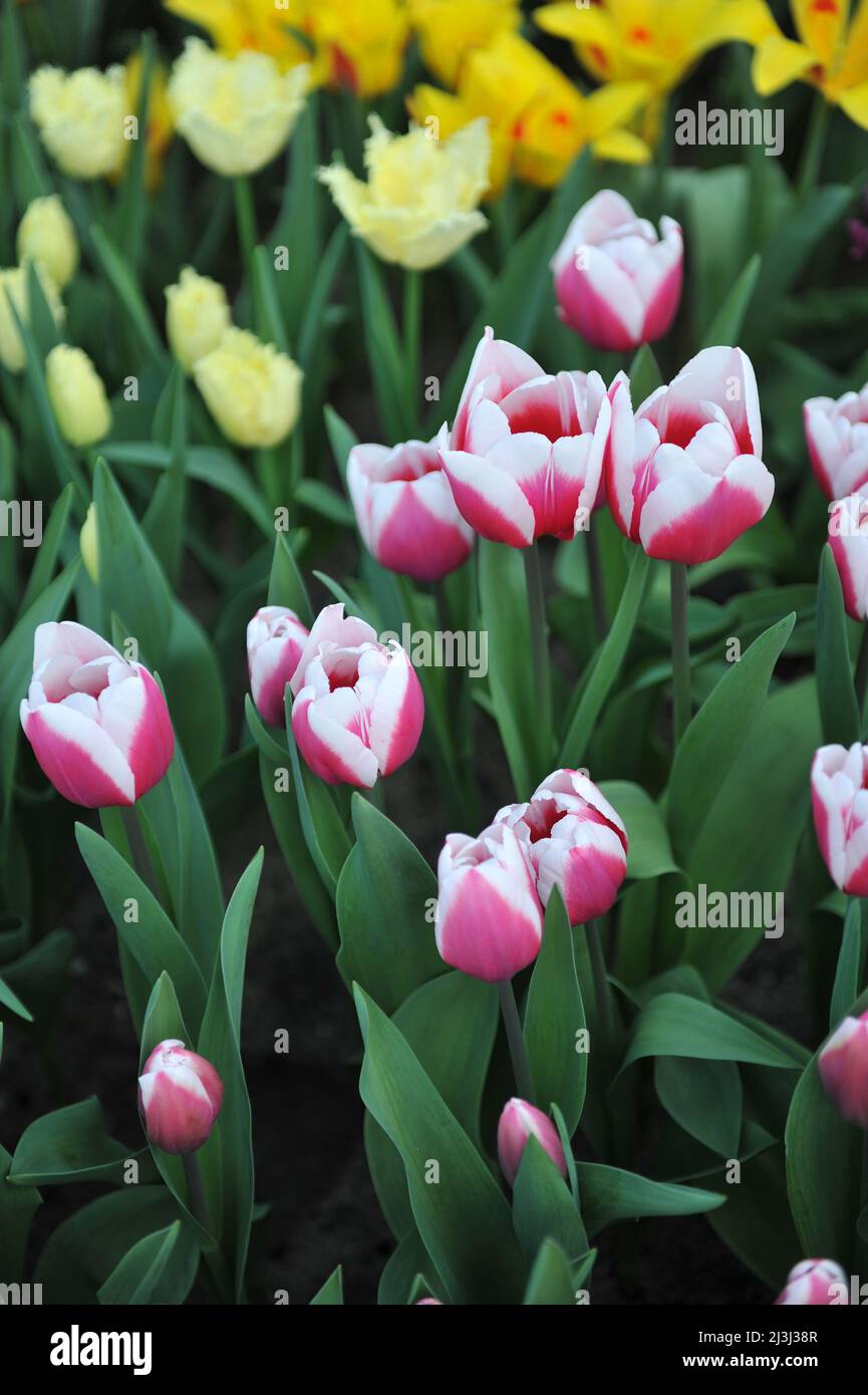 Tulipani di Triumph rosa e bianco (Tulipa) fiore di crossover in un giardino nel mese di marzo Foto Stock