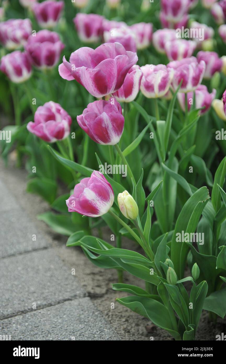 Tulipani triumfi rosa e bianco (Tulipa) Curiosità fioriscono in un giardino nel mese di marzo Foto Stock