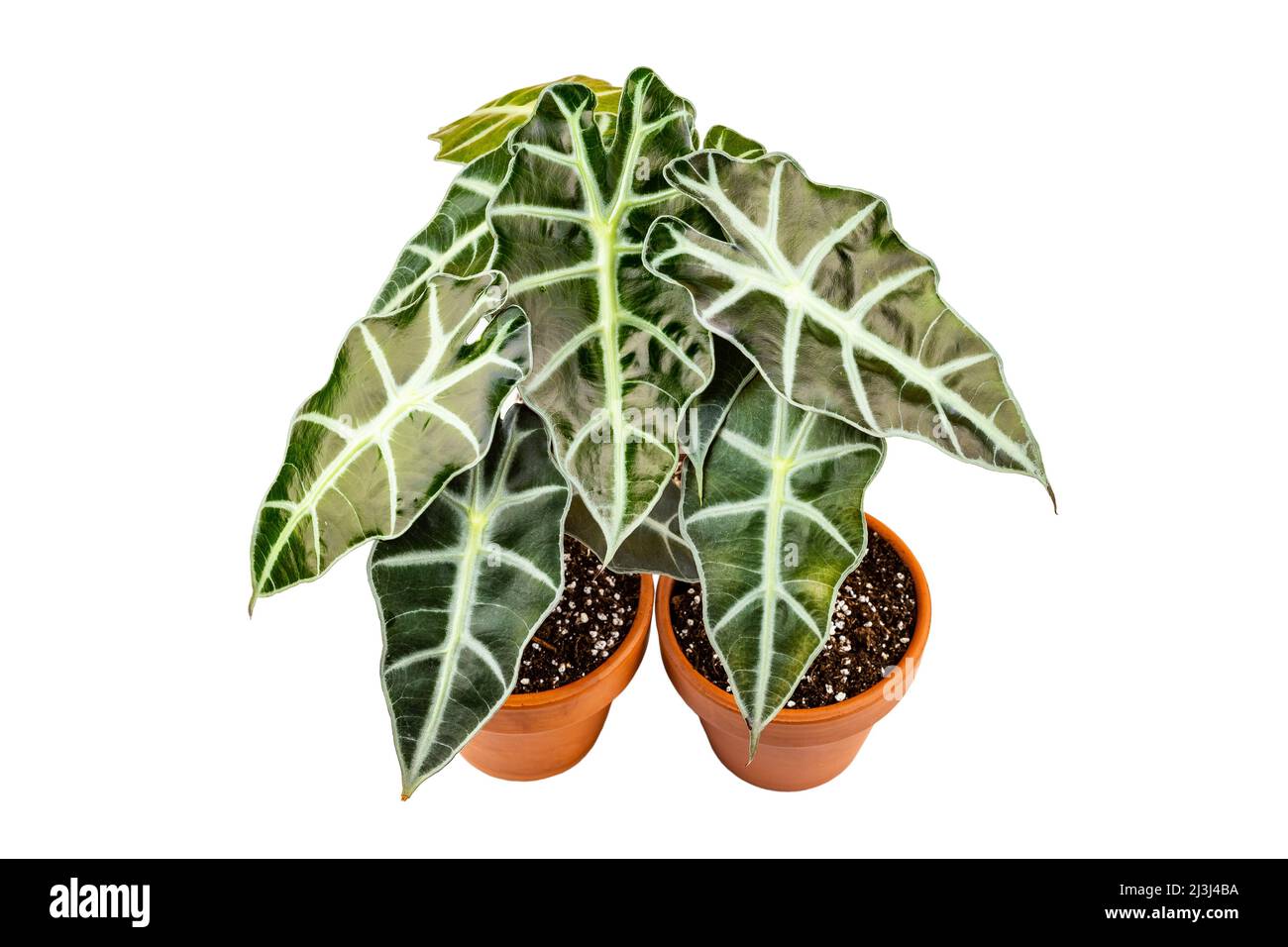 Alocasia Polly o Alocasia Amazonica e African Mask pianta incapsulata isolati su sfondo bianco Foto Stock