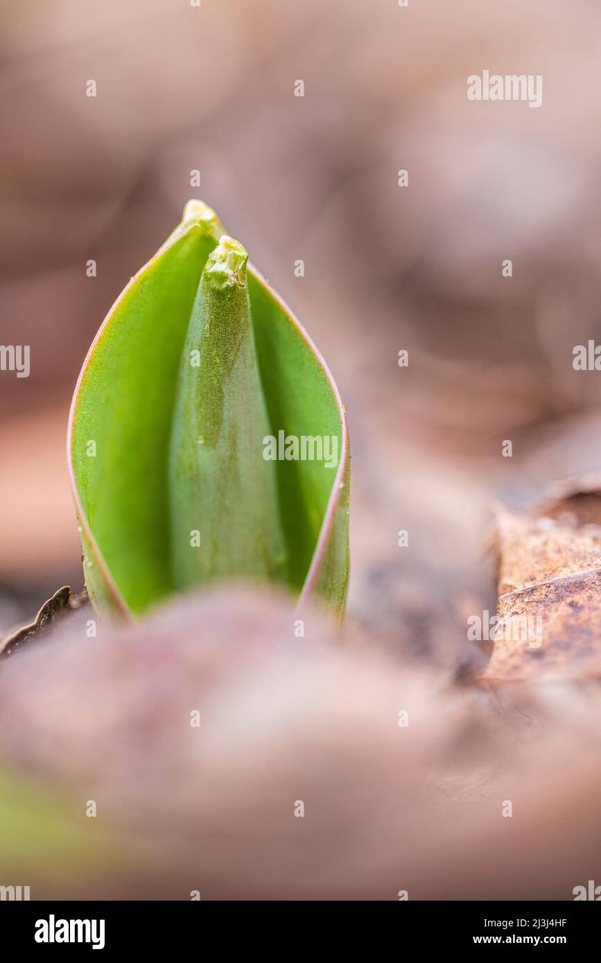 Primo piano, il tulipano verde lascia germogliare da terra in primavera Foto Stock