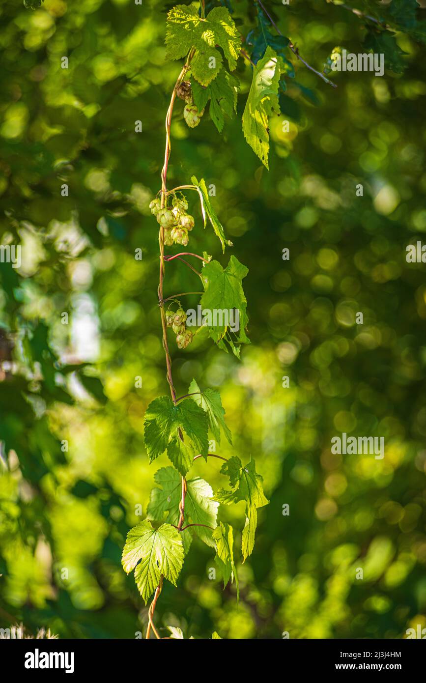Hop umbel a fine estate, sfondo bokeh verde Foto Stock