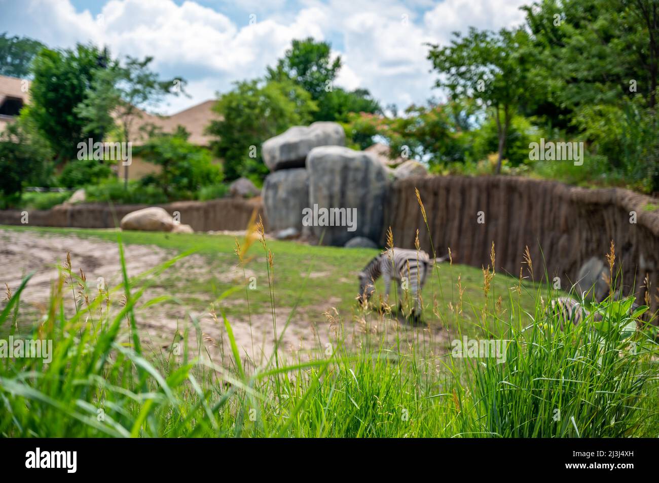Fuoco selettivo sull'erba in uno zoo con una zebra sfocata visibile in lontananza Foto Stock