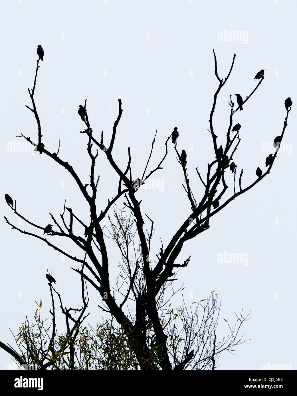 Europa, Germania, Assia, Marburger Land, starlings su albero nei prati di Lahn vicino a Weimar (Lahn) Foto Stock