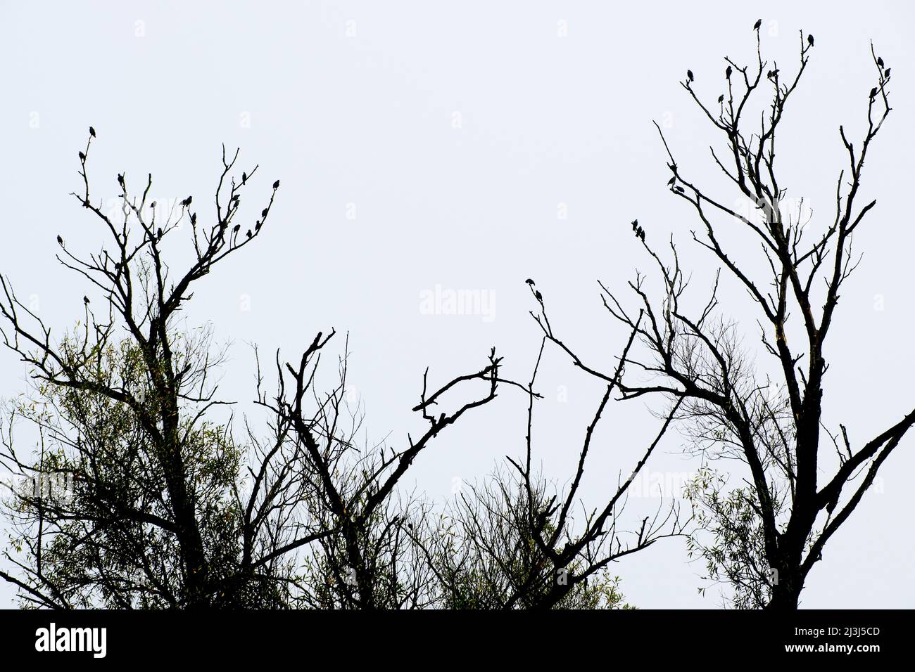 Europa, Germania, Assia, Marburger Land, starlings su albero nei prati di Lahn vicino a Weimar (Lahn) Foto Stock