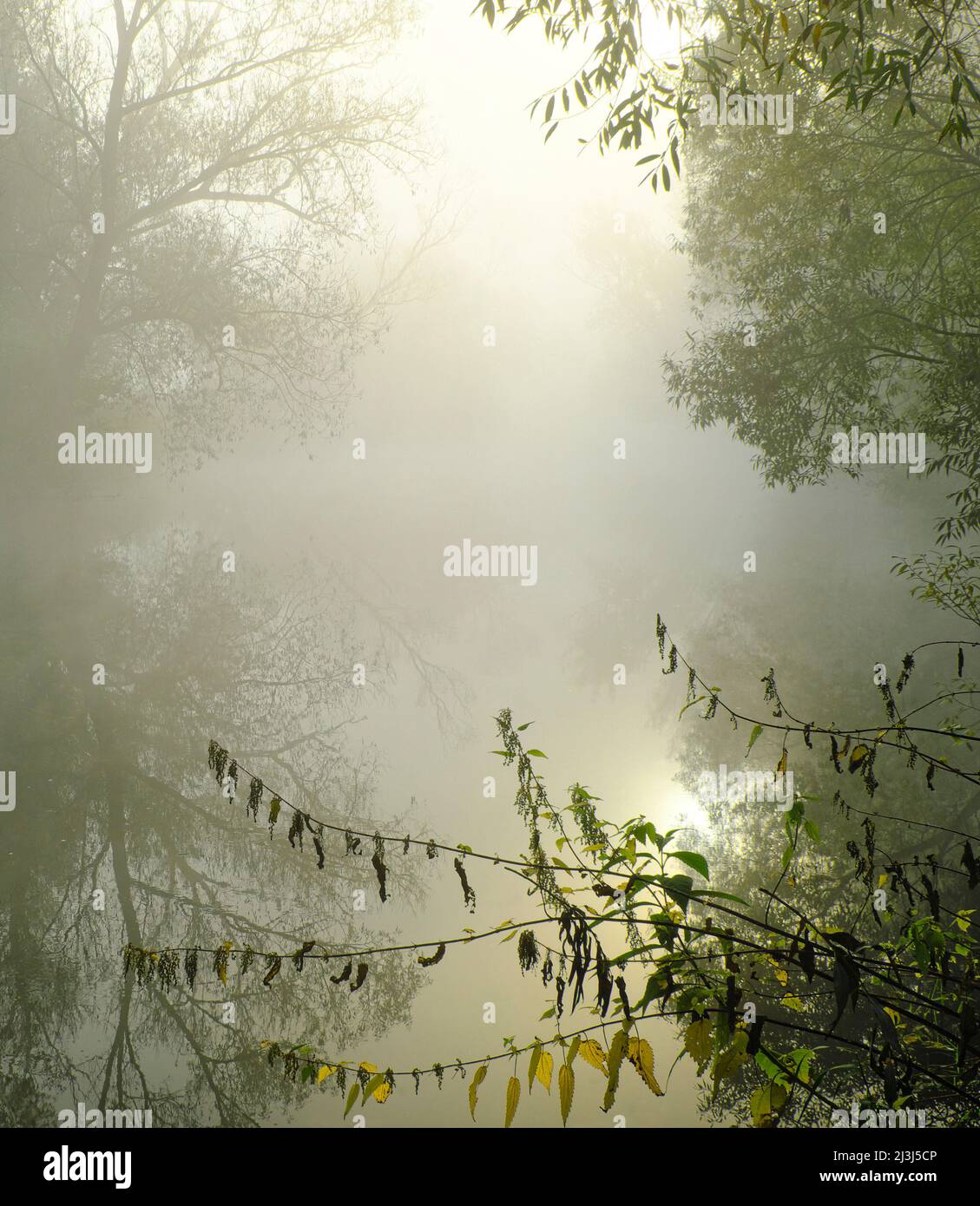 Europa, Germania, Assia, Marburger Land, nebbia mattutina nei prati di Lahn vicino a Weimar Foto Stock