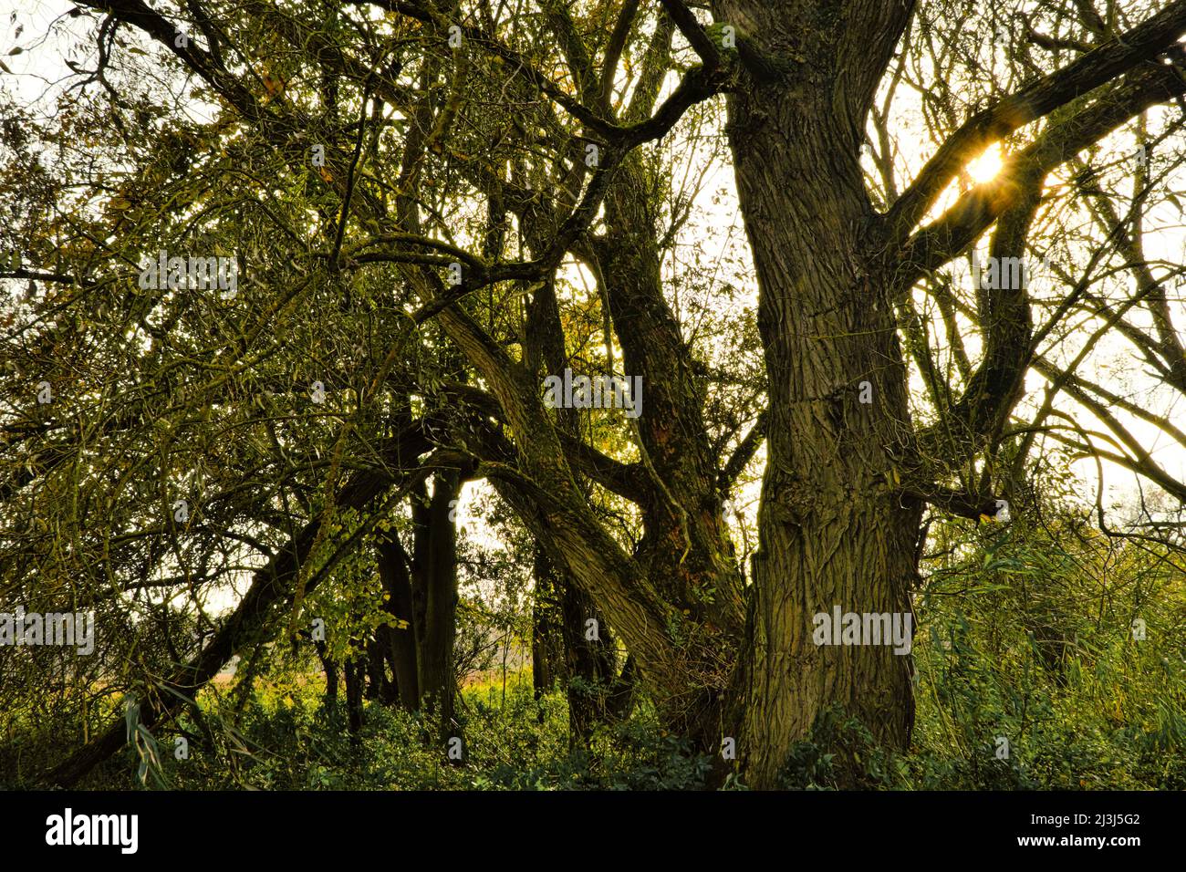 Europa, Germania, Assia, Lahn-Dill-Bergland, Gleiberger Land, Autunno nei prati del fiume Lahn, vegetazione riparia con alder, salici e rene Foto Stock