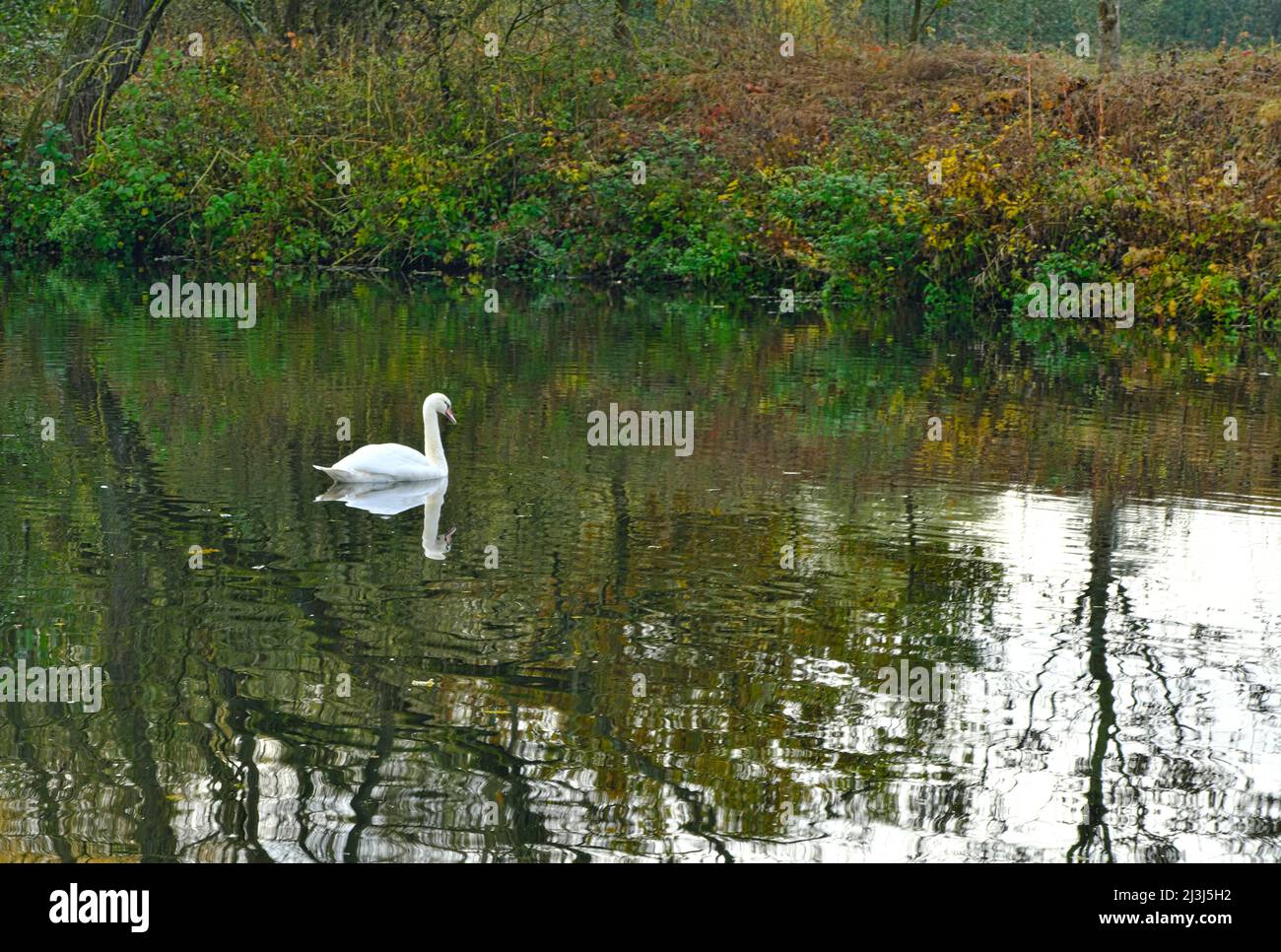 Europa, Germania, Assia, Lahn-Dill-Bergland, Gleiberger Land, Autunno nelle pianure del Lahn, nuoto muto cigno sul Lahn, foresta di pianura alluvionale, albero di salice, riserva naturale Lahnaue Foto Stock