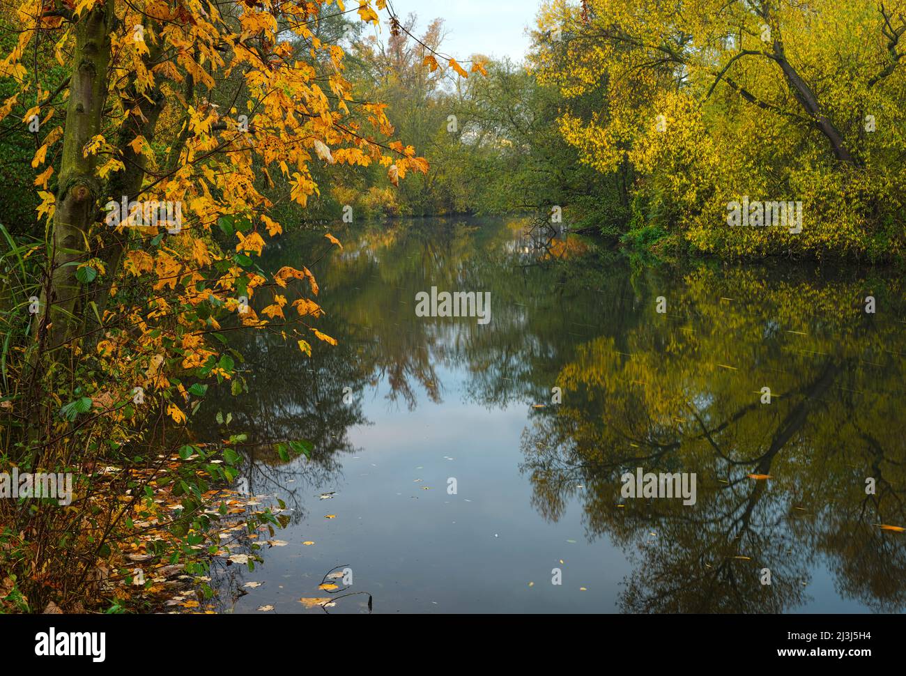 Europa, Germania, Assia, Lahn-Dill-Bergland, Gleiberger Land, Autunno nei prati del Lahn, vegetazione ripariale con alder, salici e canne, riserva naturale 'ändchen' vicino Atzbach Foto Stock