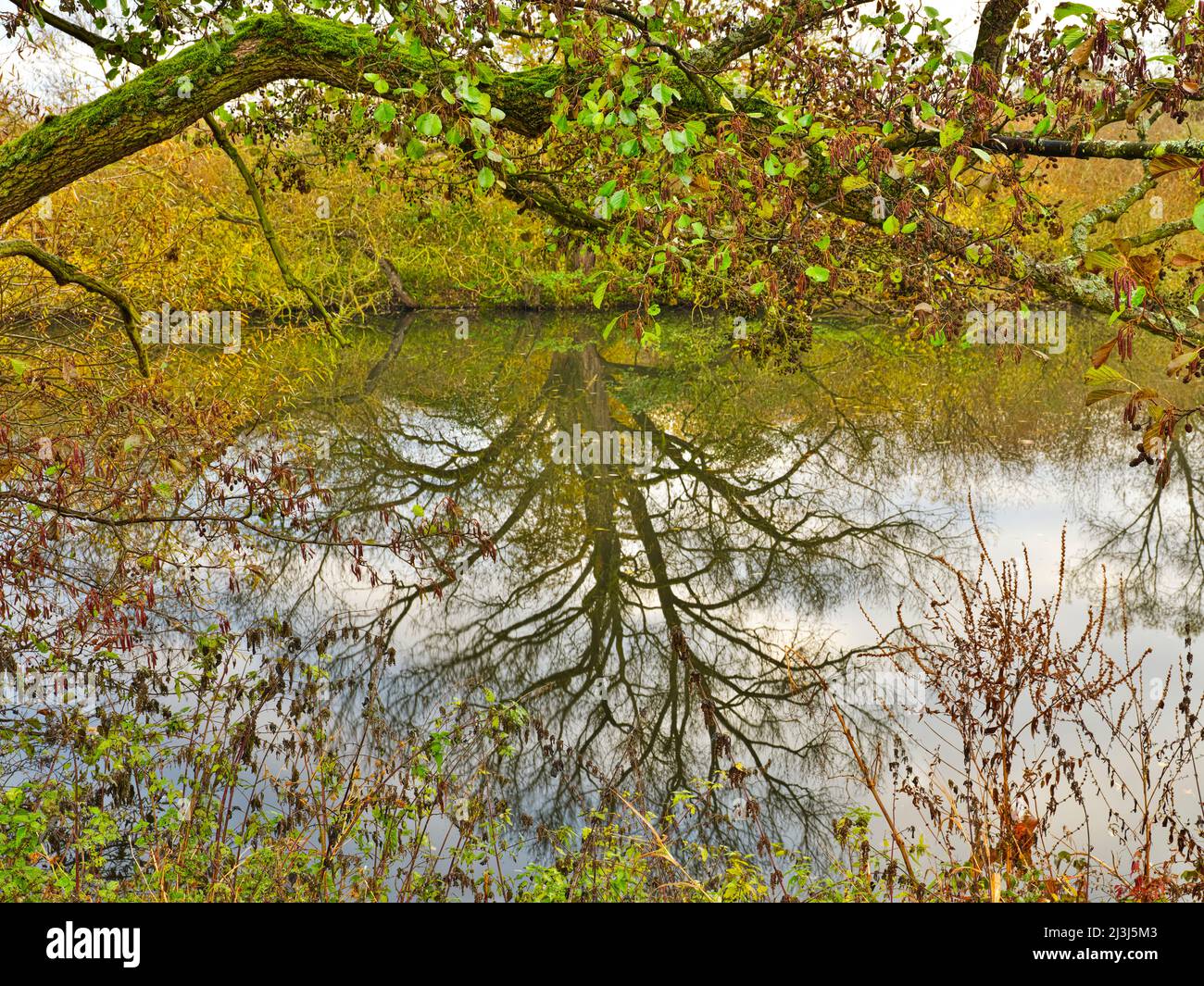 Europa, Germania, Assia, Lahn-Dill-Bergland, Gleiberger Land, Lahnpark, autunno nei prati di Lahn, riserva naturale 'ändchen' vicino Atzbach Foto Stock