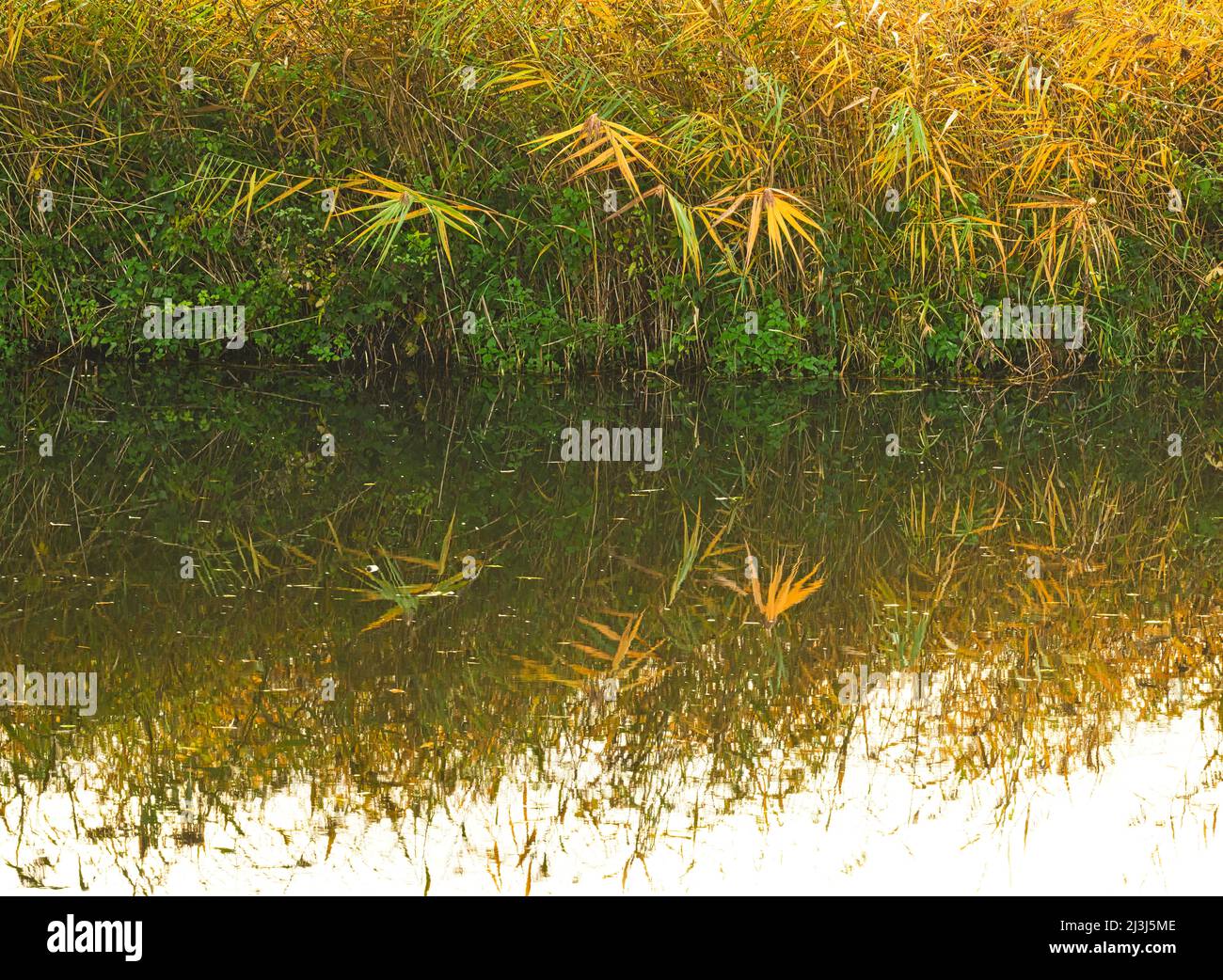 Europa, Germania, Assia, Lahn-Dill-Bergland, Gleiberger Land, Lahnpark, autunno nei prati di Lahn, riserva naturale 'ändchen' vicino Atzbach Foto Stock