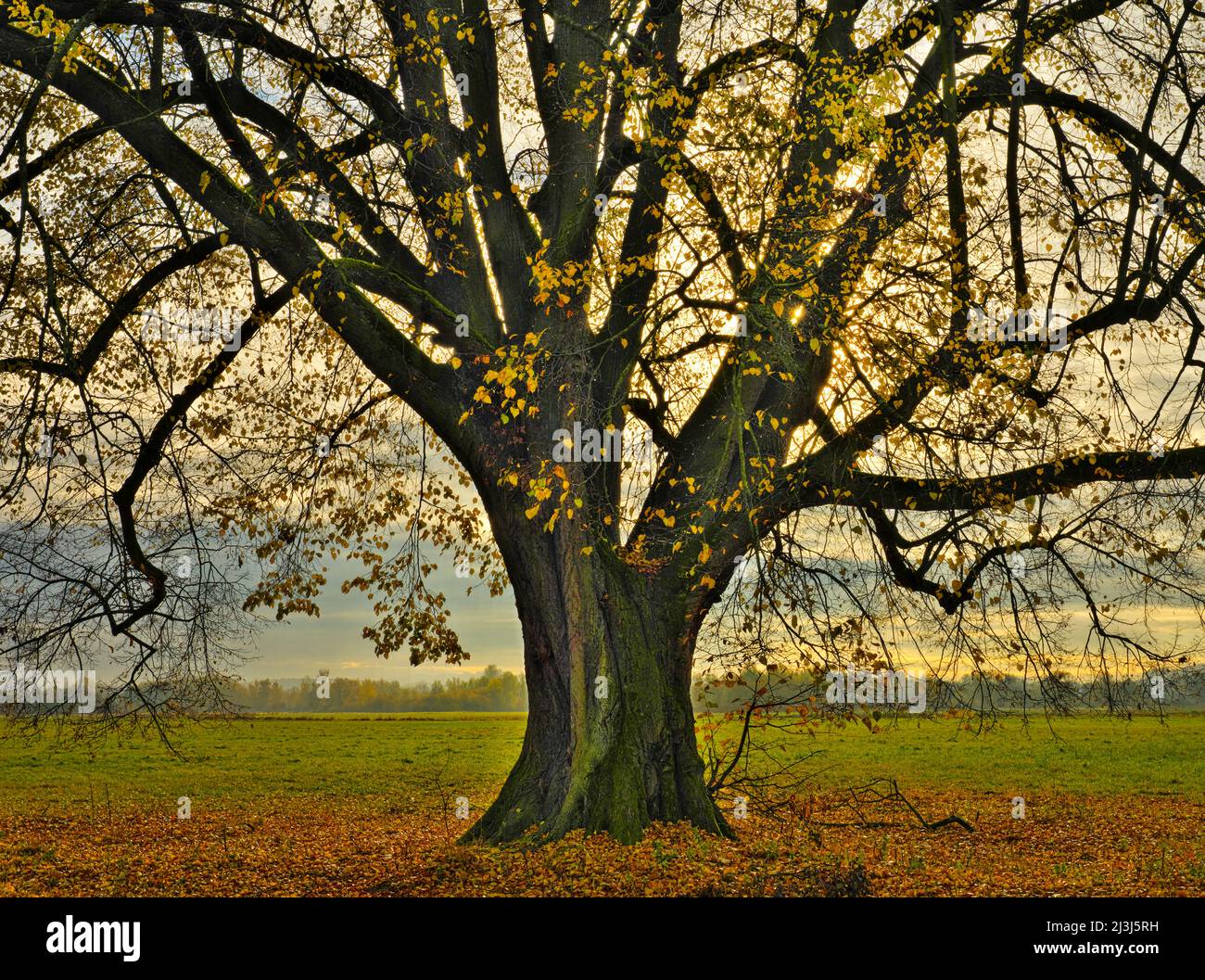 Europa, Germania, Assia, Lahn-Dill-Bergland, Gleiberger Land, Autunno nei prati di Lahn, tiglio in autunno foglie Foto Stock